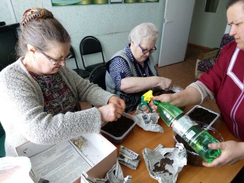 Подготовка цветочной рассады для высадки
